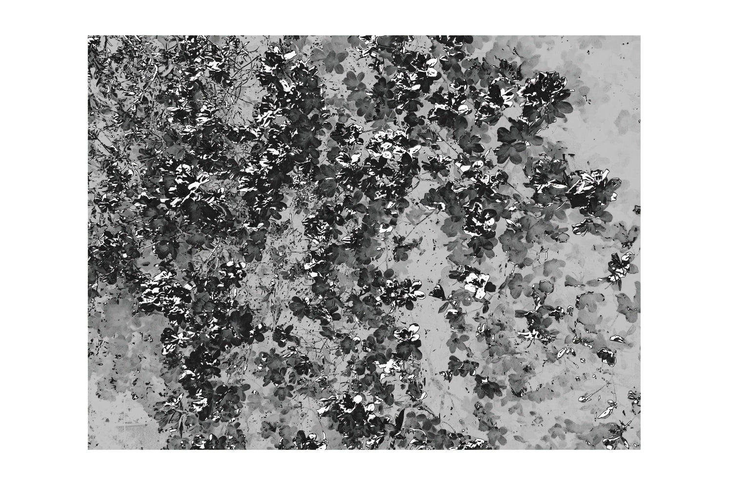 Black and White Flora and Fauna